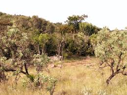 File:Bushveld.jpg - Wikimedia Commons