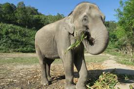 Free Images : wildlife, zoo, mammal, fauna, safari, wild animals, indian  elephant, african elephant, elephant eating, tame elephant, big elephant,  wise animals, elephant jungle sanctuary, elephants chiang mai, elephant  thailand, elephants and